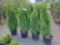 Emerald Green Arborvitae bid x 4