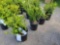 Boxwoods bid x 4