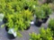 Boxwoods bid x 4