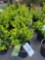 Boxwoods bid x 4