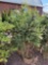 Colorado Blue Spruce bid x 4