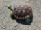 Concrete turtle