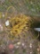 2 Electrical Cords
