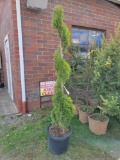 Spiral Emerald Green Arborvitae