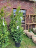 Arborvitae bid x 4