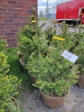 Norway Spruce bid x 4