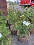 Norway Spruce bid x 4