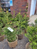 Norway Spruce bid x 4