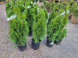 Emerald Green Arborvitae bid x 4