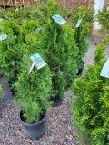 Emerald Green Arborvitae bid x 4