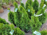 Emerald Green Arborvitae bid x 4