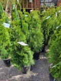 Emerald Green Arborvitae bid x 4