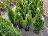 Emerald Green Arborvitae bid x 4