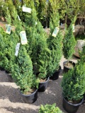 Junipers bid x 4