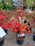 Red Azaleas bid x 4