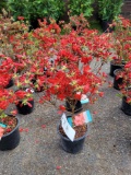 Red Azaleas bid x 4