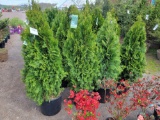 Emerald Green Arborvitae bid x 4