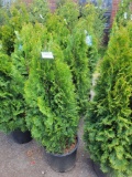 Emerald Green Arborvitae bid x 4