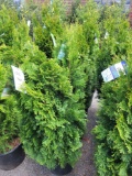 Emerald Green Arborvitae bid x 4