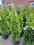 Emerald Green Arborvitae bid x 4