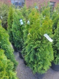 Emerald Green Arborvitae bid x 4