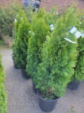 Emerald Green Arborvitae bid x 4