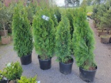 Emerald Green Arborvitae bid x 4