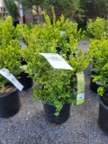 Boxwoods bid x 4