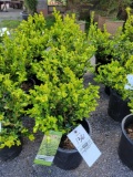 Boxwoods bid x 4