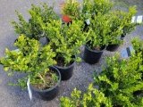 Boxwoods bid x 4