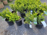 Boxwoods bid x 4