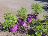 Vanilla Strawberry Hydrangeas bid x 4