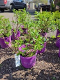 Vanilla Strawberry Hydrangeas bid x 4