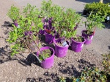 Vanilla Strawberry Hydrangeas bid x 4