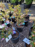 Purple Azaleas bid x 4