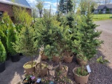 Colorado Blue Spruce bid x 4