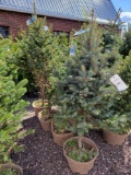 Colorado Blue Spruce bid x 4