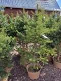 Colorado Blue Spruce bid x 4