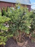 Colorado Blue Spruce bid x 4