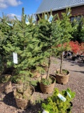 Colorado Blue Spruce bid x 3