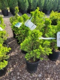 Dwarf Alberta Spruce bid x 4