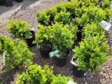 Boxwoods bid x 4