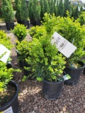 Boxwoods bid x 4