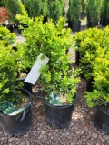 Boxwoods bid x 4