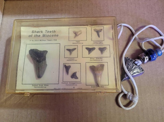 Miocene shark teeth and shark jewelry necklace