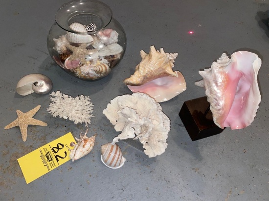 Sea shells and coral