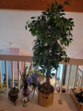 Ficus, Vases, Pottery