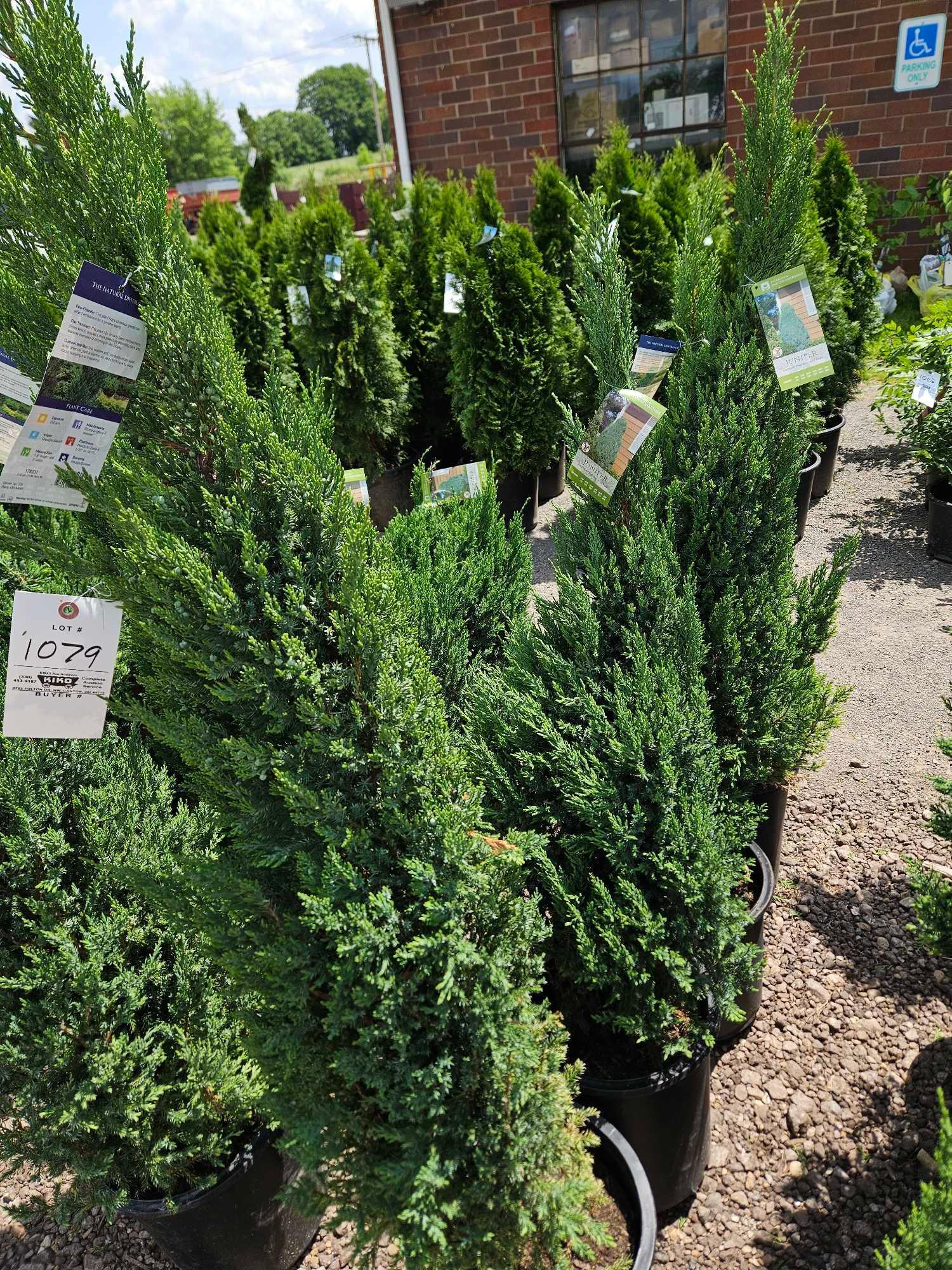 Blue point junipers, bid x 4 Proxibid