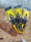 Tin Snips