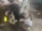Milk Cans - Well Pump